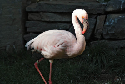 Oregon Zoo -Flamingo