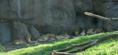 Oregon Zoo - Lions