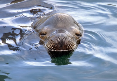 Sea Lion