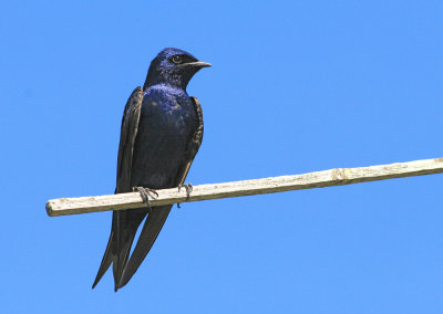 Purple Martin