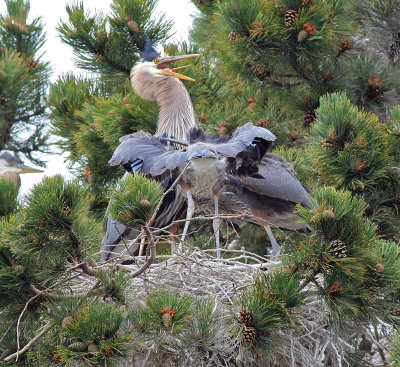 Heron's Nest