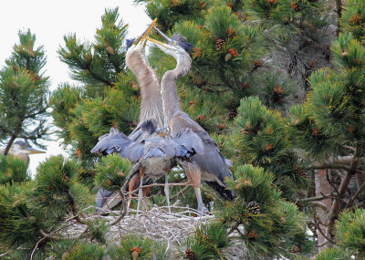 Heron's Nest