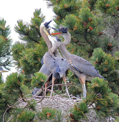 Heron's Nest