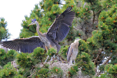 Heron's Nest