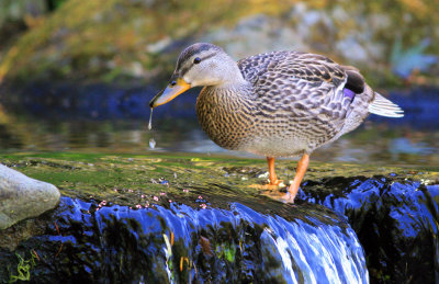 Waterfall and Duck