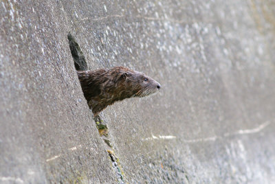 River Otter