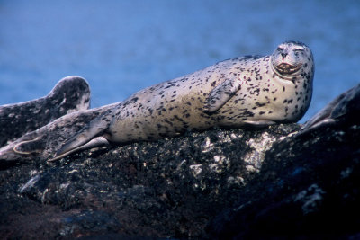 Harbour Seal