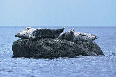 Seals on Rock