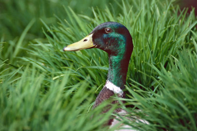 Mallard Duck