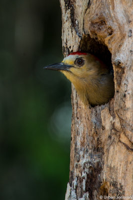 Red-crowned Woodpecker i sitt bohål