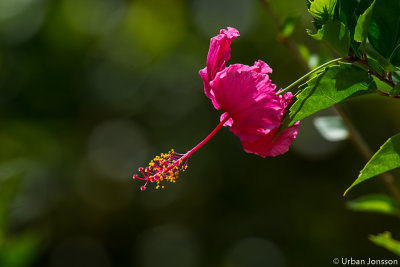 Hibiskus