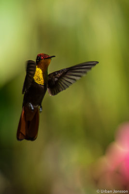 Ruby-topaz Hummingbird