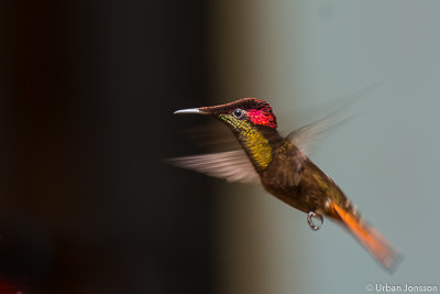 Ruby-topaz Hummingbird