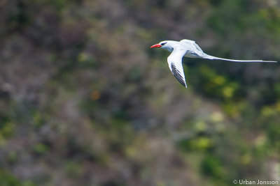 Red-billed Tropicbird