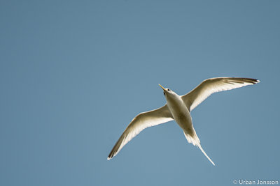 White Tailed Tropicbirds