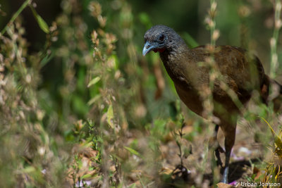Tobagos nationalfågel Ruufus-vented Chachalaca