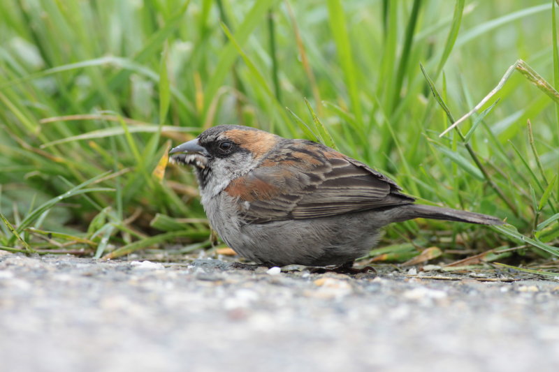 cape verde sparrow / kaapverdische mus, Hansweert