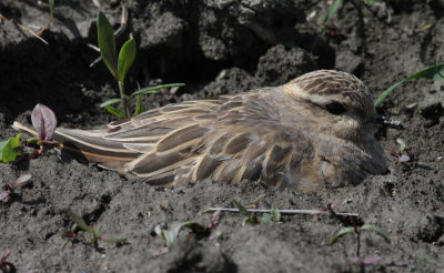 dotterel / morinelplevier, Meliskerke