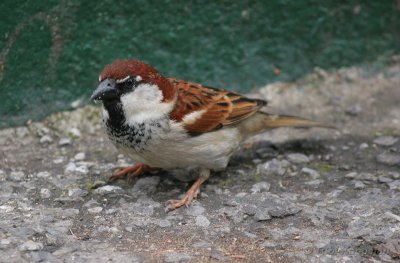 italian sparrow / italiaanse mus, Milaan