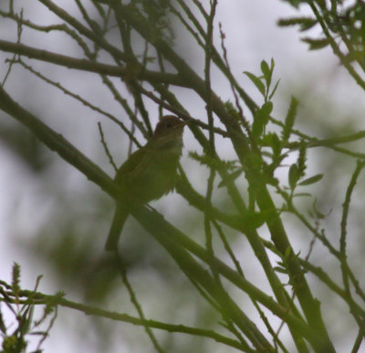 thrush nightingale / noordse nachtegaal, Biesbosch