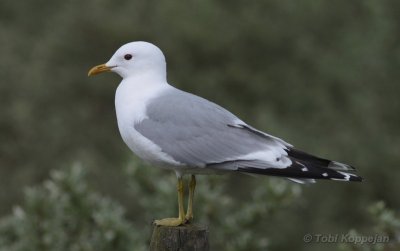 common gull / stormmeeuw, Neeltje Jans