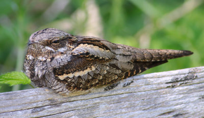 nightjars 