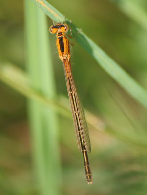 tengere grasjuffer, Haamstede