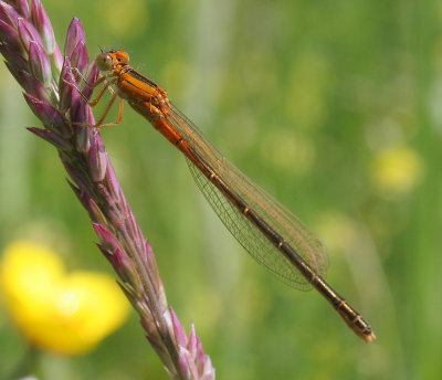 tengere grasjuffer, Haamstede