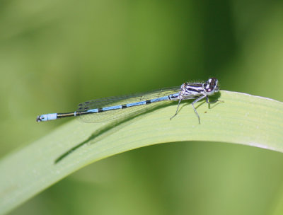 azuurwaterjuffer, Haamstede