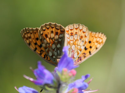 Vlinders in Nederland
