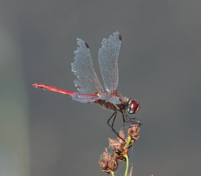 zwervende heidelibel, Oostkapelle