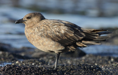 great skua / grote jager, WK