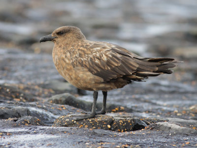 great skua / grote jager, WK