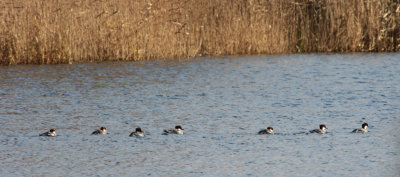 smew / nonnetje, Markiezaat