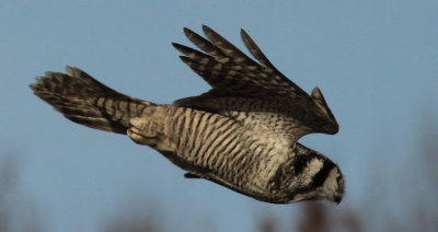 hawk owl / sperweruil, Zwolle