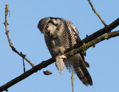 hawk owl / sperweruil, Zwolle