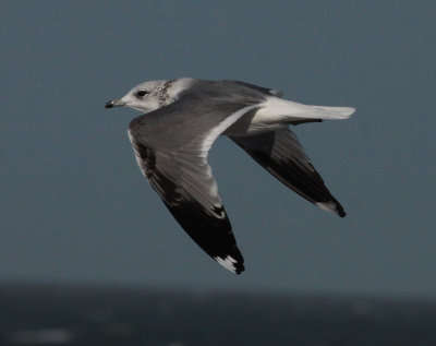 common gull / stormmeeuw, WK