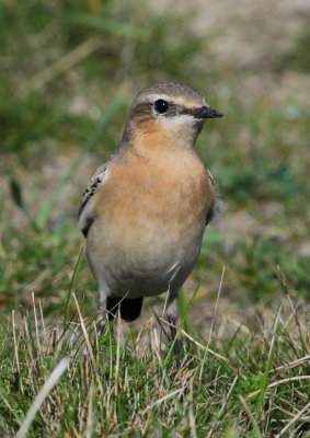 wheatear / tapuit