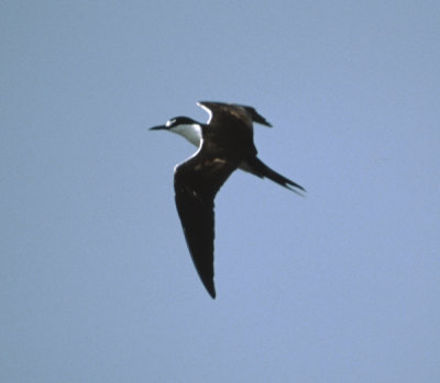 sooty tern