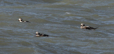 long-tailed duck / ijseend, Brouwersdam