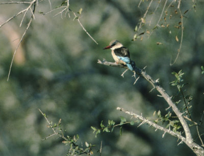 brownhooded kingfisher