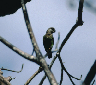 brownheaded parrot.