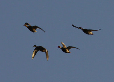redcrested pochard / krooneend, Oostkapelle