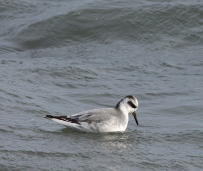 grey pharalope / rosse franjepoot, Koudekerksche Inlaag
