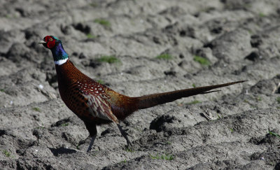 pheasant / fazant, WK
