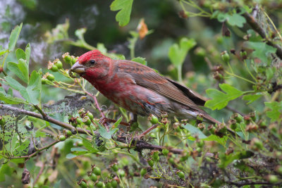 common rosefinch / roodmus, Dishoek
