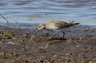 pectoral sandpiper / gestreepte strandloper, Noord-Holland