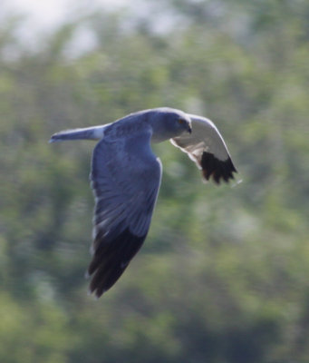 hen harrier / blauwe kiekendief, Texel