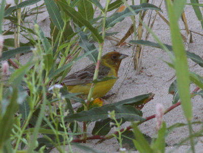 red-headed bunting / bruinkopgors, WK