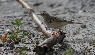 tawny pipit / duinpieper, WK